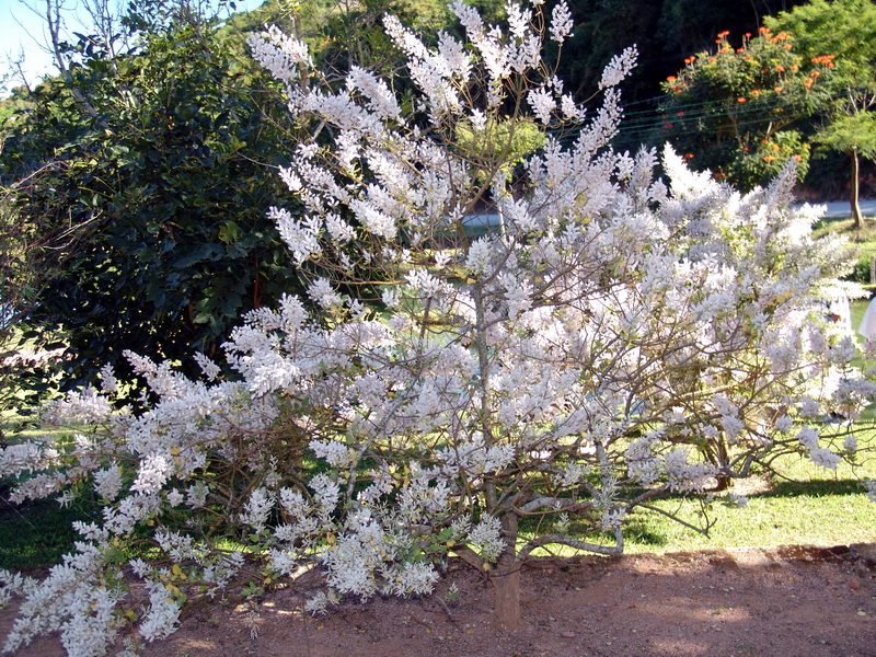 Um arbusto totalmente branco